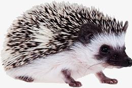 可爱的非迷刺猬