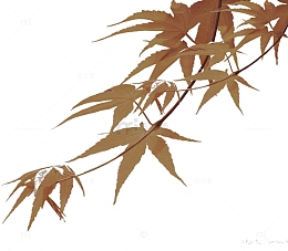 枫叶 叶子 中国风 中国元素茶