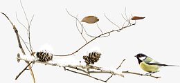 树枝和小鸟