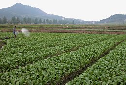 绿色蔬菜种植菜园