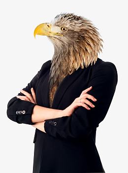 西服革履的鹰