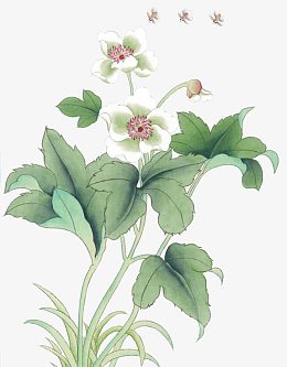 花枝