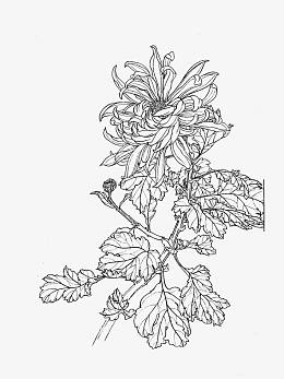 菊花白描素材图片