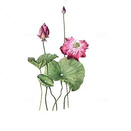 工笔画莲手