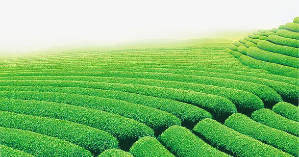 关键词 : 绿色,茶园,草丛,绿色背景,茶叶[声明] 觅元素所有素材为用户