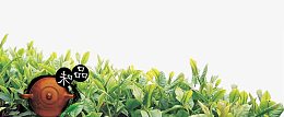 茶叶茶园茶壶