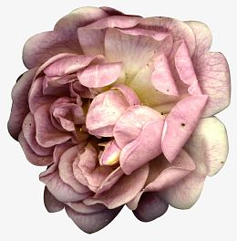 童话里的花朵