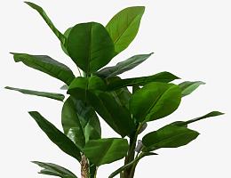 热带芭蕉树叶