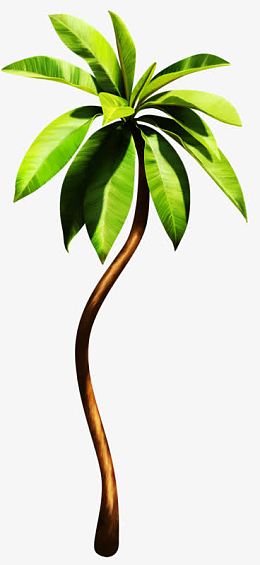 绿色热带植物