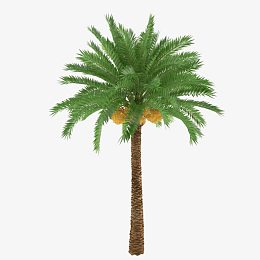 亚热带植物棕树