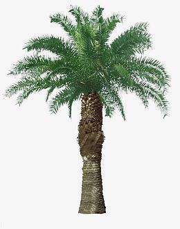 绿色棕树图片