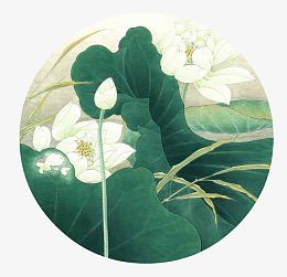白色莲花绿色荷叶
