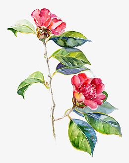 红色山茶花图片素材
