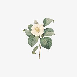 山茶花