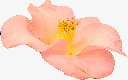 粉色茶花