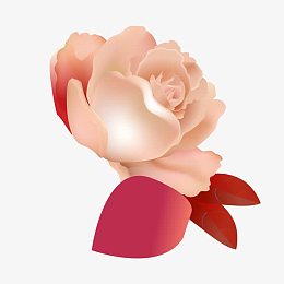 浅粉色山茶花素材