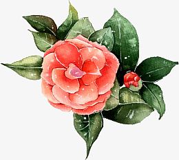 手绘山茶花素材