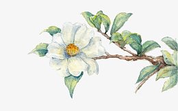 手绘山茶花素材