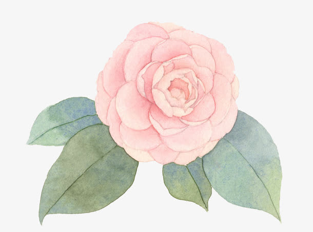 手绘山茶花元素免抠素材免费下载_觅元素51yuansu.com