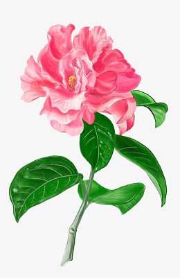粉色的山茶花
