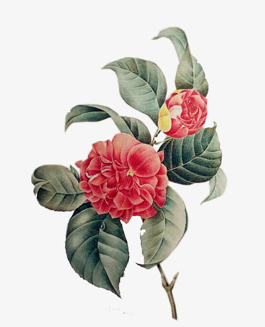 手绘山茶花免扣素材
