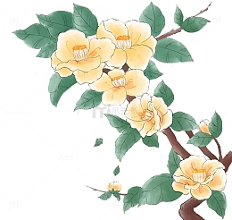 手绘山茶花矢量图素材