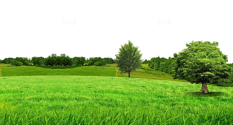 绿色草坪森林