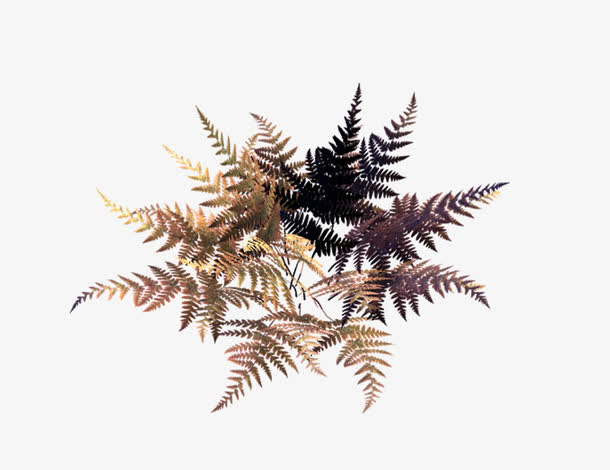 侏罗纪藓类植物5素材免费下载_觅元素