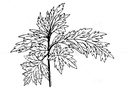 手绘艾叶草