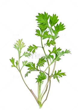 中草药艾草