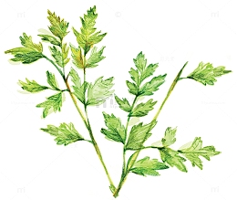 手绘艾草