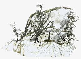 白雪树枝