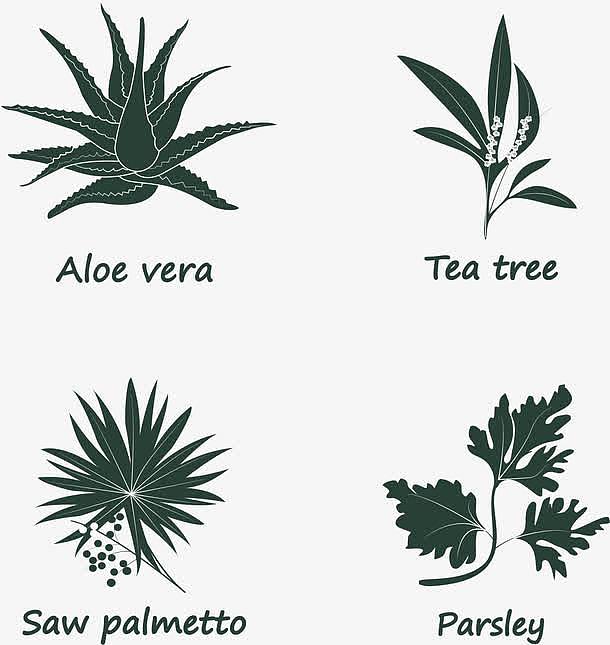 矢量时尚植物图标设计素材