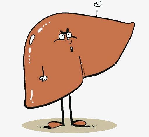 卡通肝脏图片