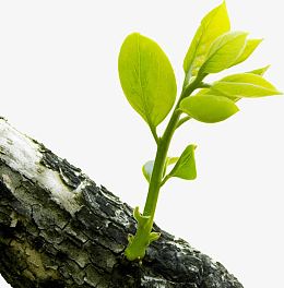 枯树上的嫩芽