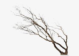 枯树 无叶