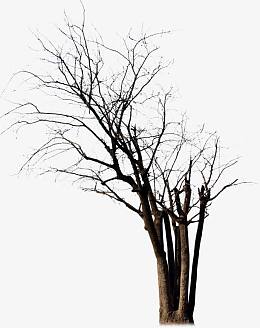 枯树 无叶