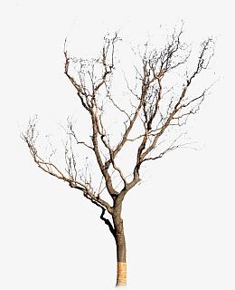 枯树 无叶