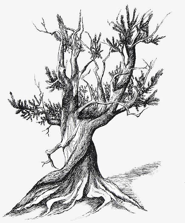 黑白枯树插画