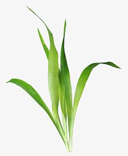 麦芽植物高清免扣素材模板