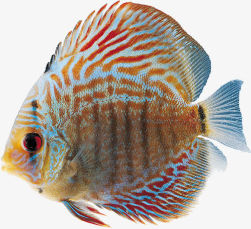 海底鱼素材免费下载_觅元素