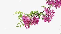 清香的槐花味道