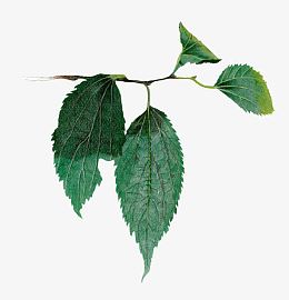 墨绿色叶子植物