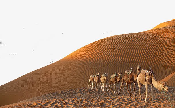沙漠骆驼免抠装饰素材