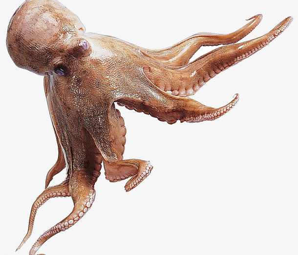 墨鱼素材免费下载_觅元素