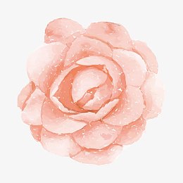 手绘花朵