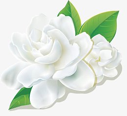 清新茶花