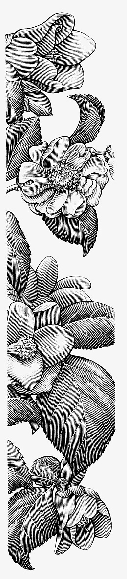 黑色素描茶花