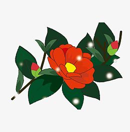 卡通茶花