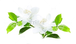 清新白色茶花
